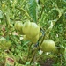 Tomato Hearts ….from Cœur d'Antan Bretagne. by beverley365