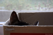 12th Aug 2024 - a cat in a box