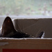 a cat in a box by parisouailleurs