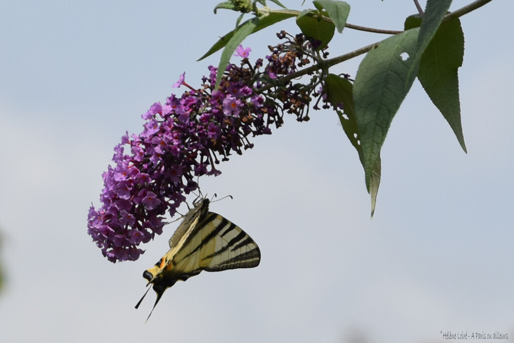 Machaon in Buddleia by parisouailleurs