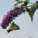 Machaon in Buddleia by parisouailleurs