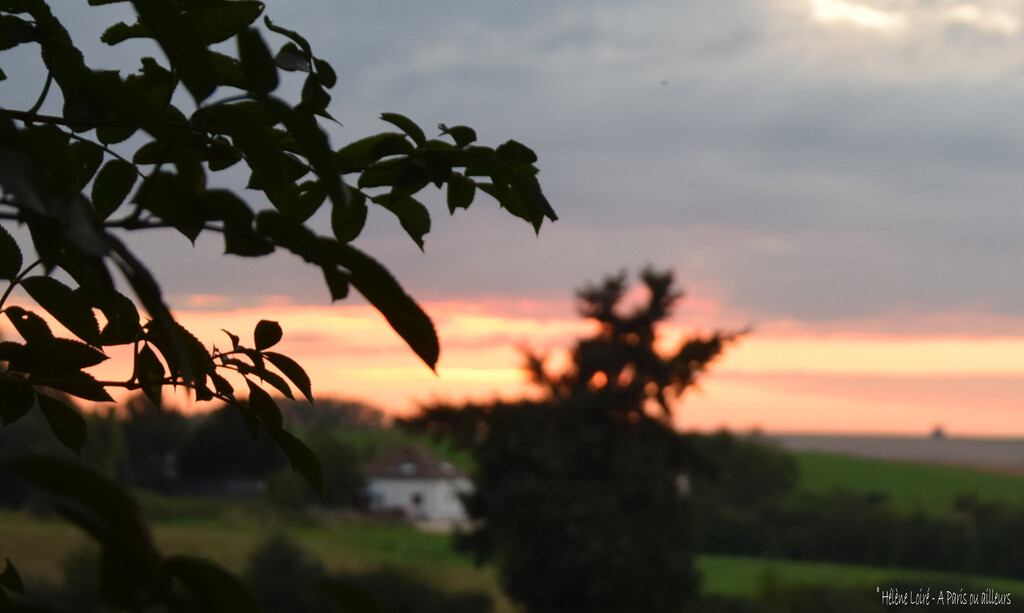 sunset through the leaves by parisouailleurs