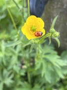 25th Jul 2024 - Ladybug