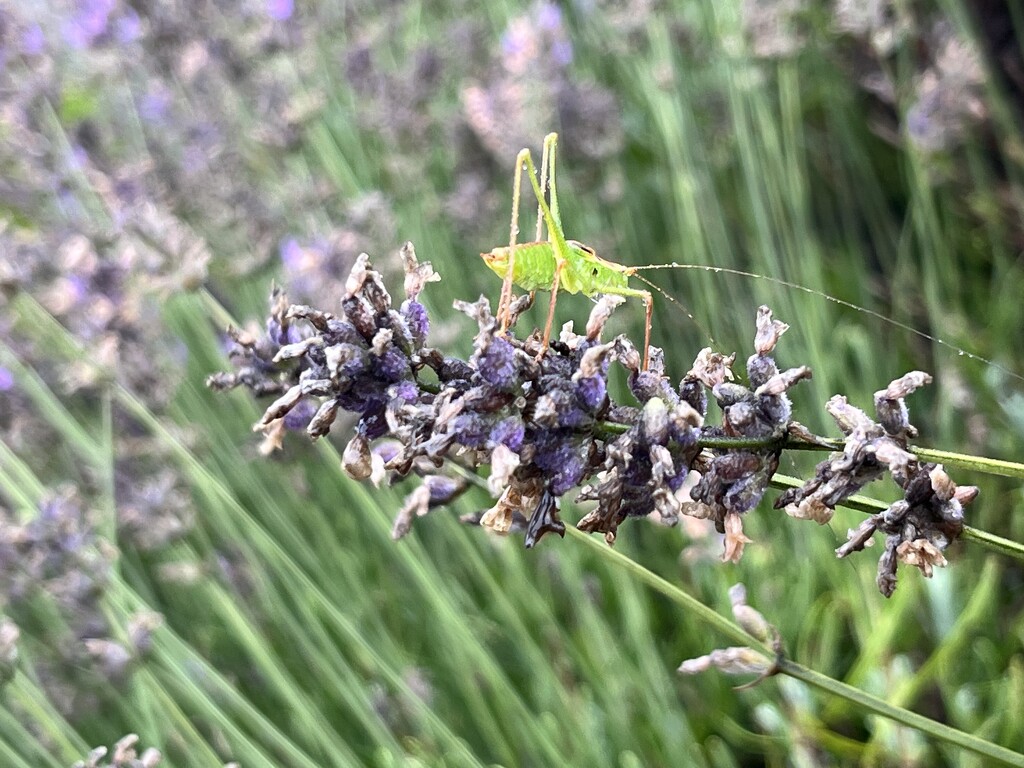 Grasshopper on its lavender by lexy_wat