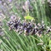 Grasshopper on its lavender by lexy_wat