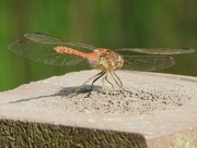 9th Aug 2024 - Dragonfly