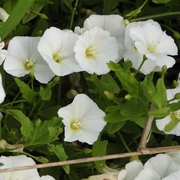 7th Aug 2024 - Large Bindweed