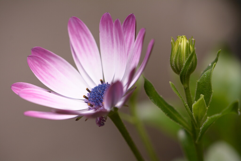 African daisy n Bud~~~~~ by ziggy77