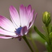 African daisy n Bud~~~~~ by ziggy77