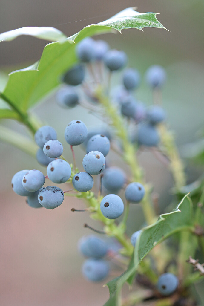 Perhaps a Species of Holly? by juliedduncan