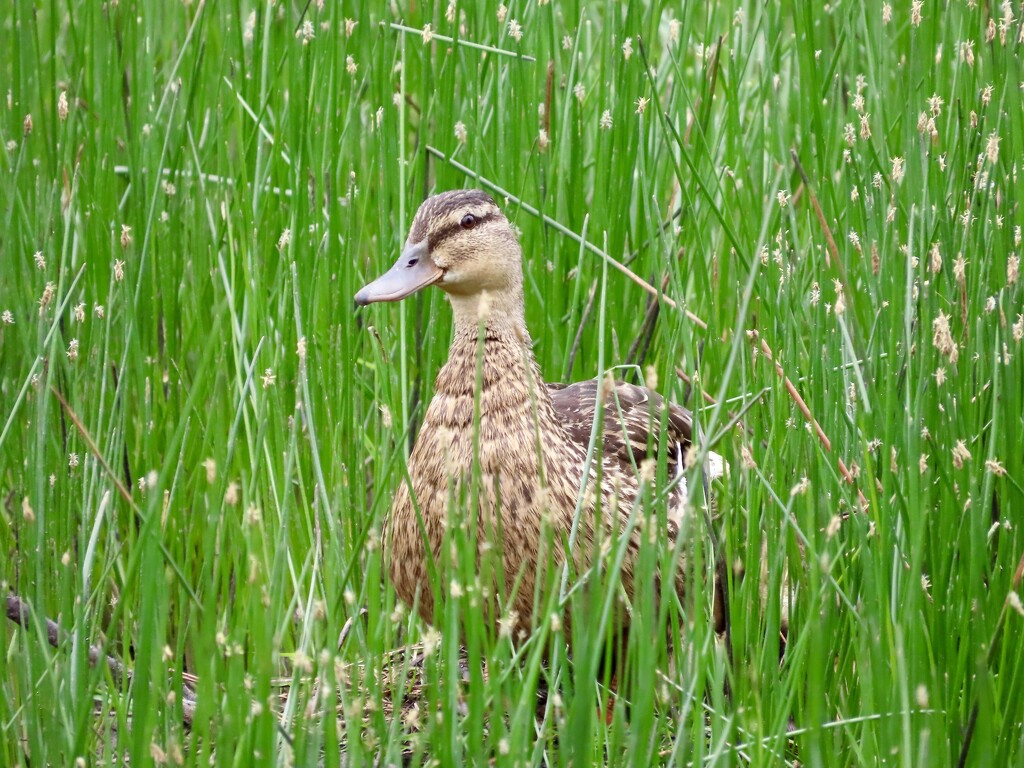 Mallard in the long grass by orchid99