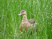 15th Aug 2024 - Mallard in the long grass