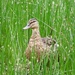 Mallard in the long grass by orchid99