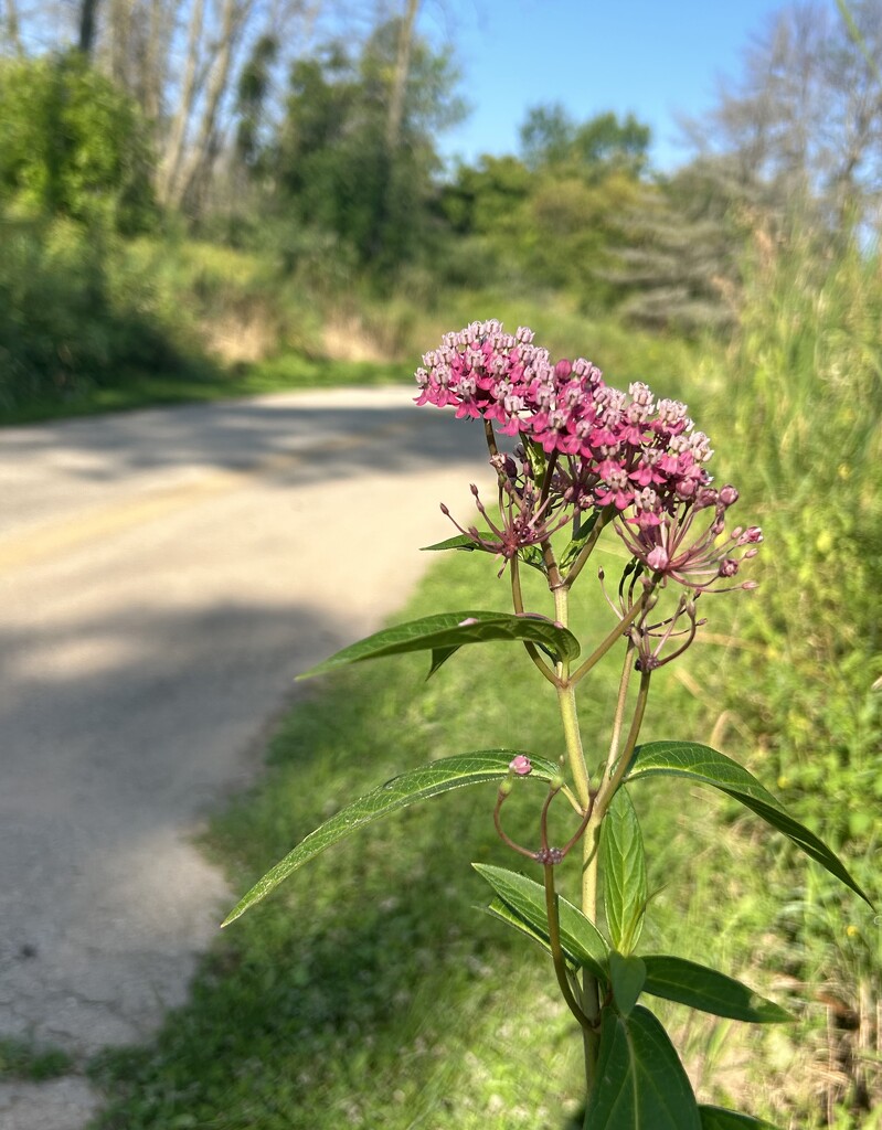 Milkweed along the trail  by mltrotter