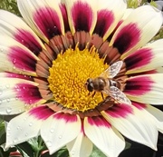 15th Aug 2024 -  Gazania with an insect.