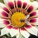  Gazania with an insect. by grace55