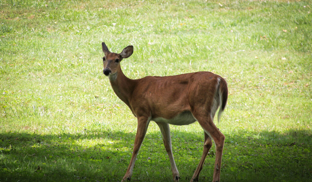 A deer in the park by mittens