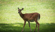 15th Aug 2024 - A deer in the park