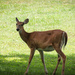 A deer in the park by mittens