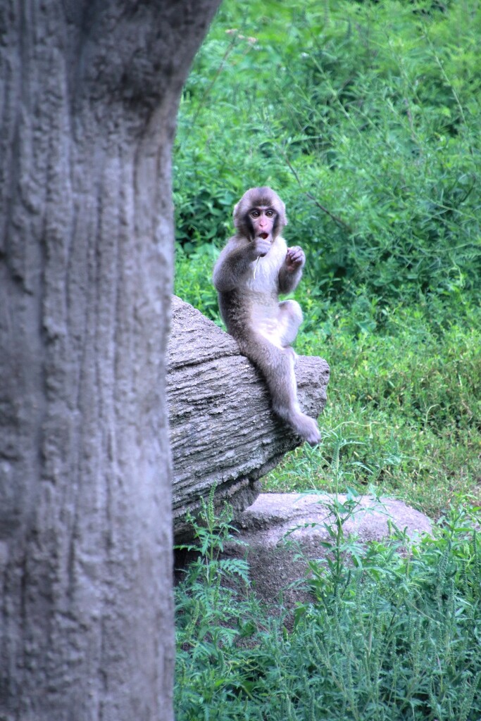 Baby Japanese Macaque  by randy23