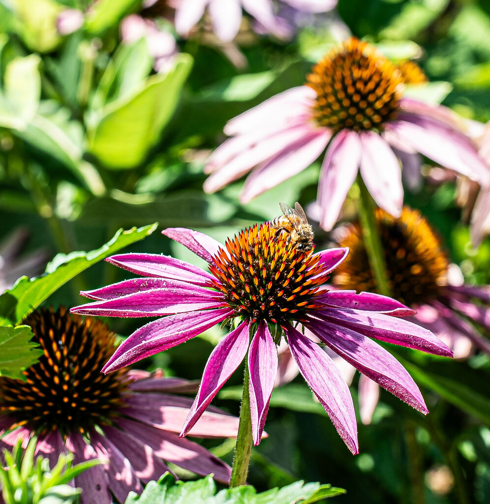 Echinacea and bee-2 by darchibald