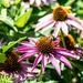 Echinacea and bee-2 by darchibald