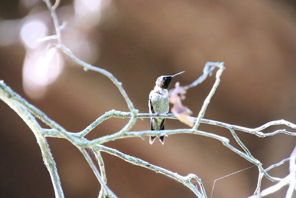 Hummingbird In A Tree by randy23