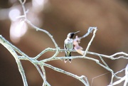 12th Aug 2024 - Hummingbird In A Tree