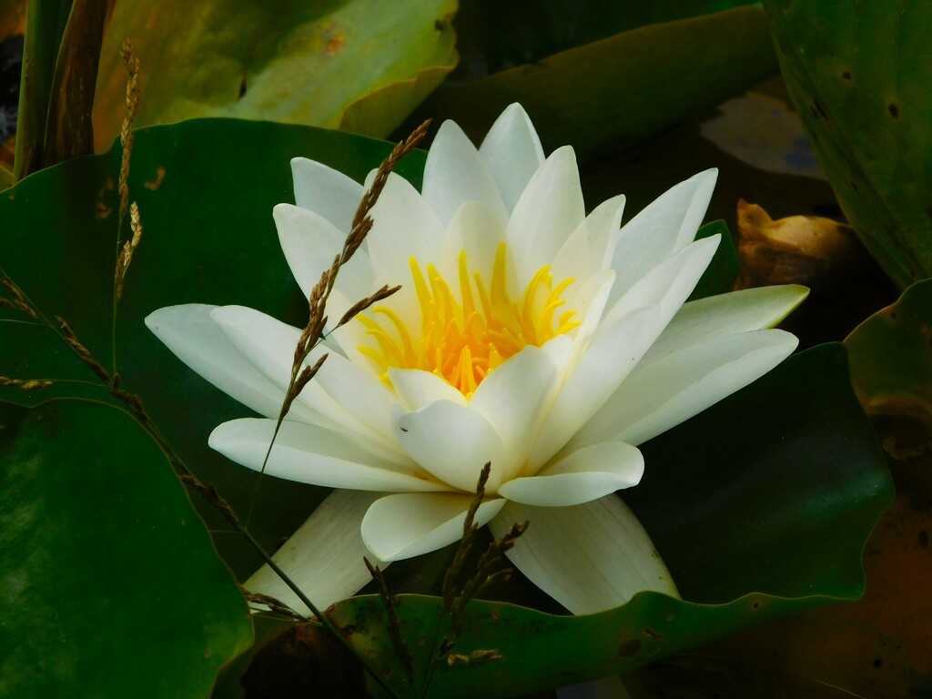 Water lily by 365anne