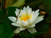 15th Aug 2024 - Water lily