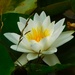 Water lily by 365anne