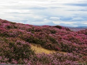 15th Aug 2024 - As far as the eye can see!