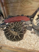 13th Aug 2024 - Rattler 