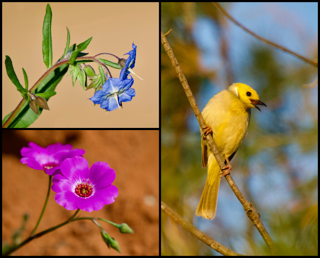 A Bit Of Carnarvon Flora And Fauna ...... by merrelyn