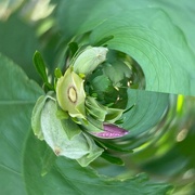 15th Aug 2024 - Swirly Buds