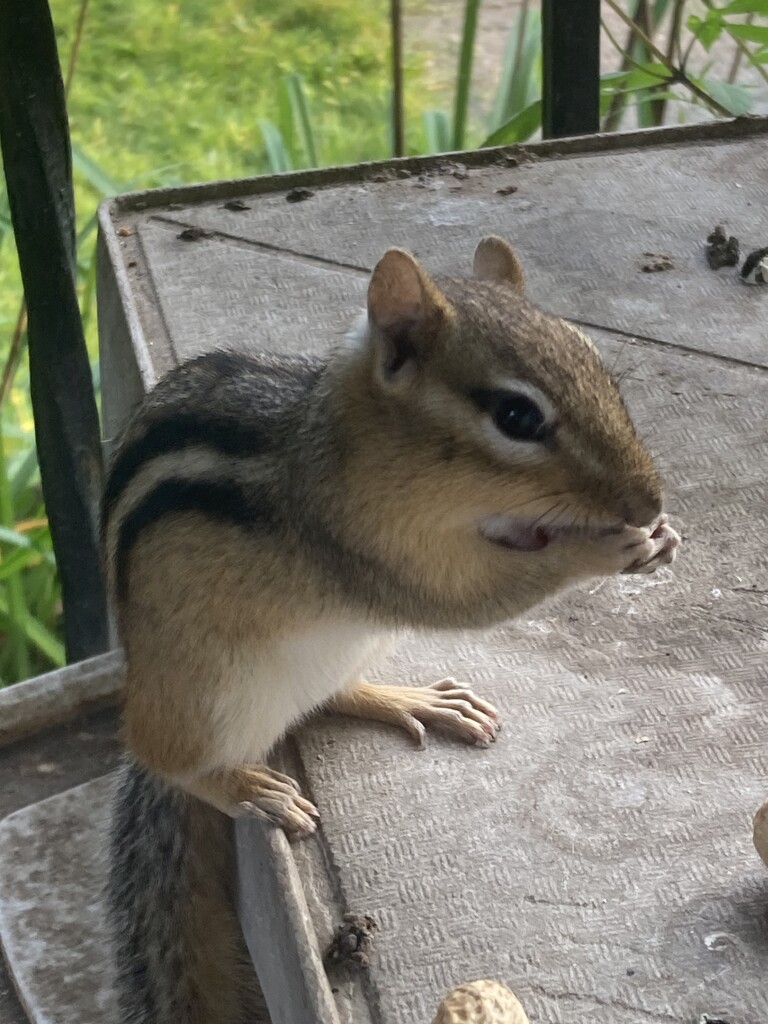 Charlie the Cheeky Chipmunk by spanishliz