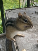 15th Aug 2024 - Charlie the Cheeky Chipmunk