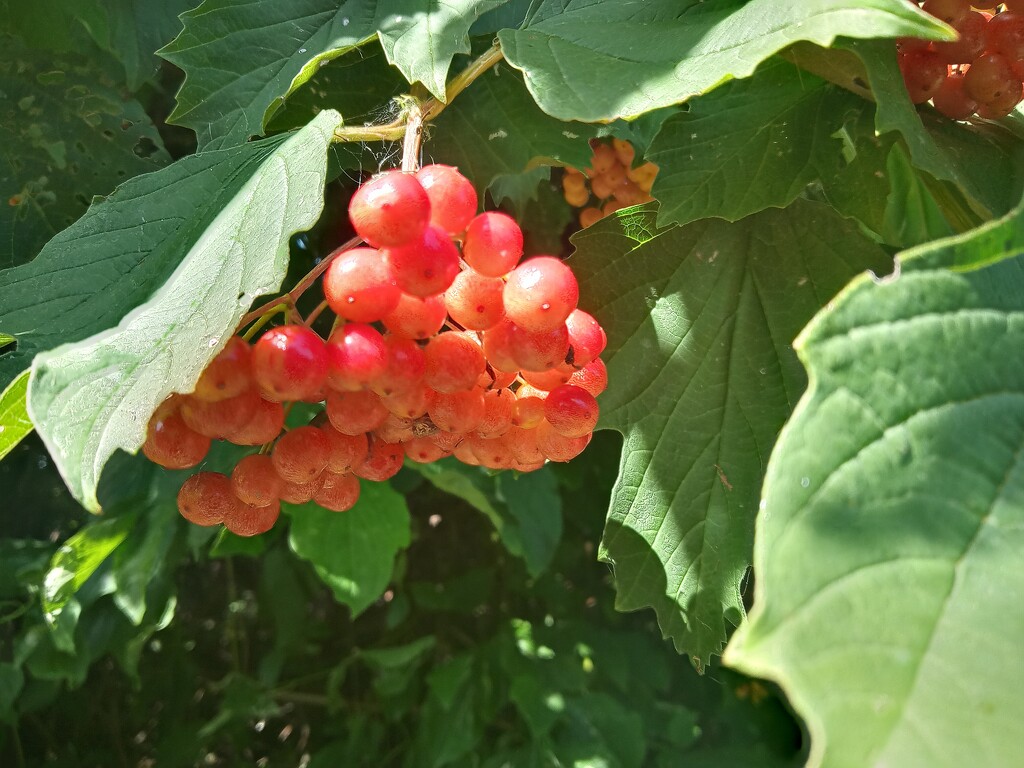 Viburnum berries by 365projectorgjoworboys