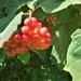 Viburnum berries by 365projectorgjoworboys