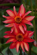 15th Aug 2024 - Dahlias