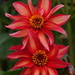 Dahlias by phil_sandford