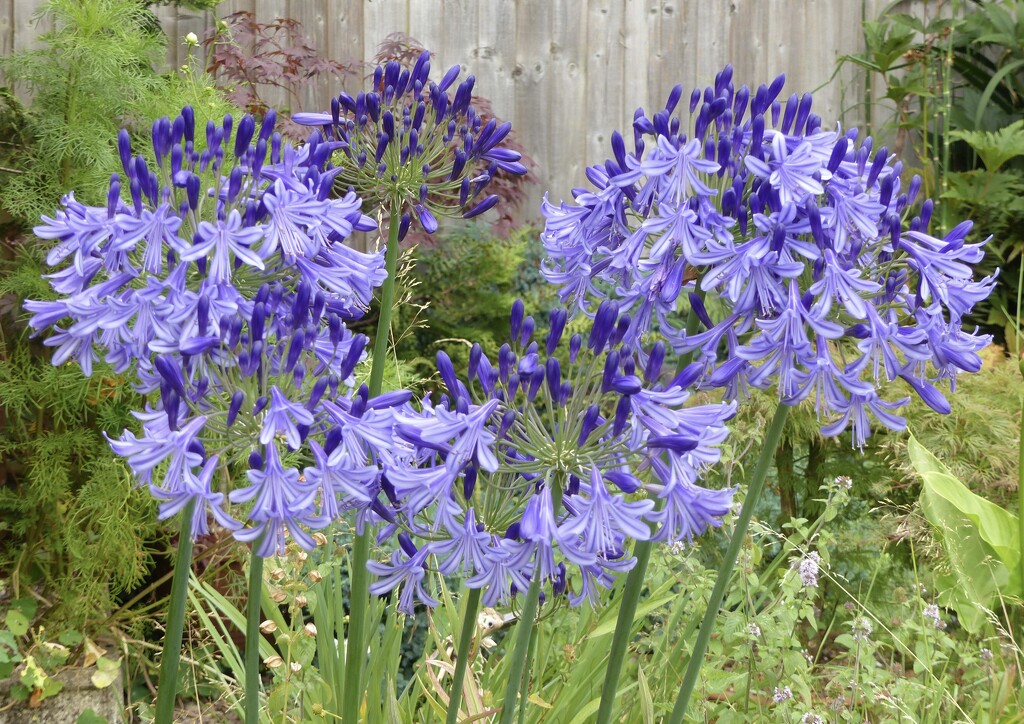 Gorgeous Agapanthus. by susiemc