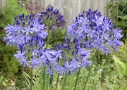 13th Aug 2024 - Gorgeous Agapanthus.