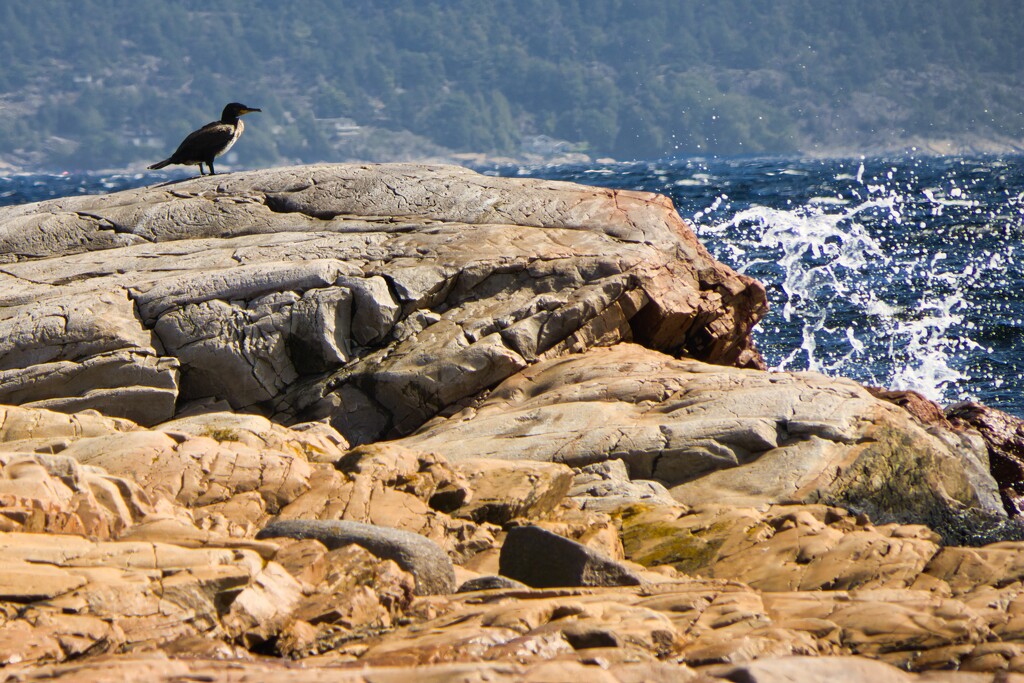 Cormorant by the sea by okvalle