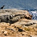 Cormorant by the sea by okvalle