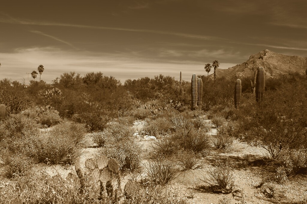 Sonoran desert by blueberry1222