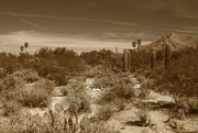 15th Aug 2024 - Sonoran desert