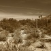 Sonoran desert by blueberry1222