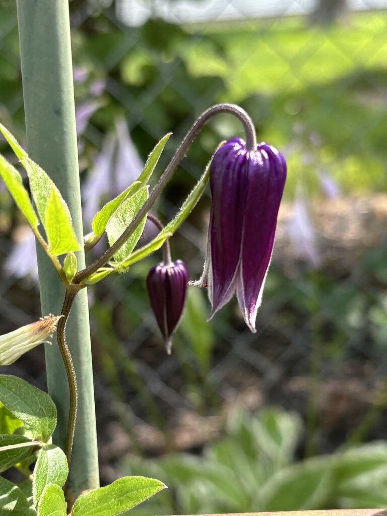 IMG_6136 clematis  by pennyrae