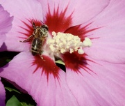 15th Aug 2024 - Bee & Hibiscus